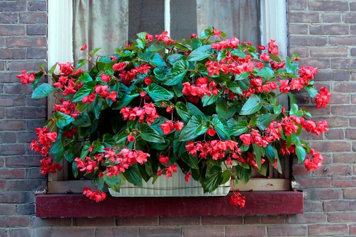 A window sill with a flower box filled with red flowers