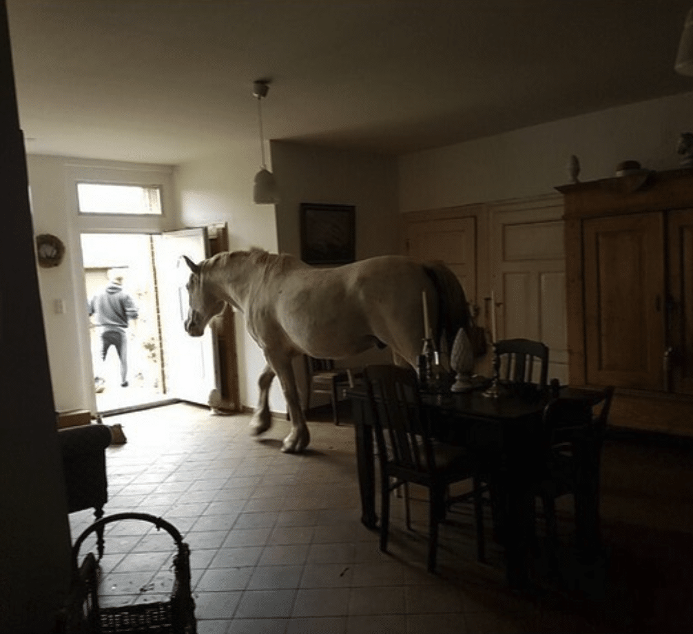 Dark image from a home interior with a large white horse following a man out of the house through the front door.